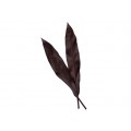 Cordyline Leaves - Black Ti